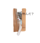 じろ猫 2（個別スタンプ：10）
