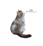 じろ猫 2（個別スタンプ：11）