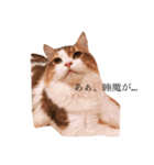 じろ猫 2（個別スタンプ：13）