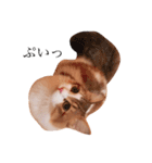 じろ猫 2（個別スタンプ：14）