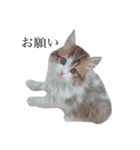 じろ猫 2（個別スタンプ：15）