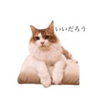 じろ猫 2（個別スタンプ：16）