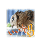 日常ぱる君～第2弾（個別スタンプ：3）