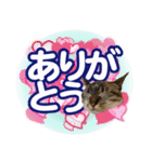 紅にゃんこのまったりスタンプ（個別スタンプ：1）