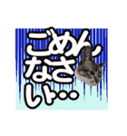 紅にゃんこのまったりスタンプ（個別スタンプ：2）