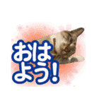 紅にゃんこのまったりスタンプ（個別スタンプ：3）