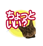 紅にゃんこのまったりスタンプ（個別スタンプ：5）