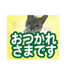 紅にゃんこのまったりスタンプ（個別スタンプ：6）