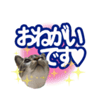 紅にゃんこのまったりスタンプ（個別スタンプ：7）