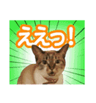 紅にゃんこのまったりスタンプ（個別スタンプ：12）