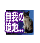 紅にゃんこのまったりスタンプ（個別スタンプ：18）