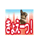 紅にゃんこのまったりスタンプ（個別スタンプ：19）