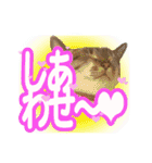 紅にゃんこのまったりスタンプ（個別スタンプ：21）