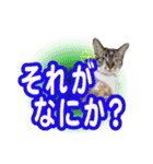 紅にゃんこのまったりスタンプ（個別スタンプ：24）