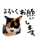 三毛猫のぽち（個別スタンプ：1）