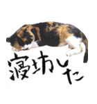 三毛猫のぽち（個別スタンプ：2）