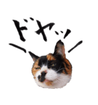三毛猫のぽち（個別スタンプ：3）