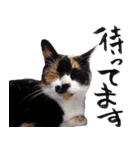 三毛猫のぽち（個別スタンプ：4）