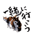 三毛猫のぽち（個別スタンプ：5）