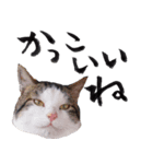 三毛猫のぽち（個別スタンプ：6）