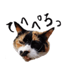 三毛猫のぽち（個別スタンプ：7）