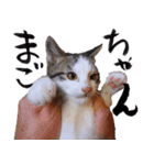 三毛猫のぽち（個別スタンプ：8）