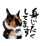 三毛猫のぽち（個別スタンプ：9）