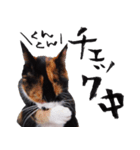 三毛猫のぽち（個別スタンプ：10）