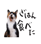 三毛猫のぽち（個別スタンプ：11）