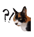 三毛猫のぽち（個別スタンプ：12）