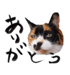 三毛猫のぽち（個別スタンプ：13）