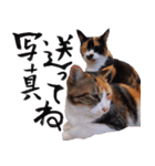 三毛猫のぽち（個別スタンプ：14）