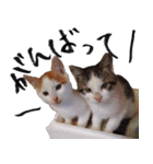 三毛猫のぽち（個別スタンプ：15）