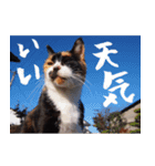 三毛猫のぽち（個別スタンプ：16）