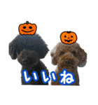 柴犬とトイプードルのハロウィン（個別スタンプ：7）