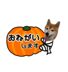 柴犬とトイプードルのハロウィン（個別スタンプ：8）