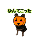 柴犬とトイプードルのハロウィン（個別スタンプ：38）