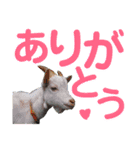 Living Things 〜いきものスタンプ〜（個別スタンプ：1）