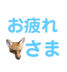 Living Things 〜いきものスタンプ〜（個別スタンプ：10）