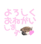Living Things 〜いきものスタンプ〜（個別スタンプ：13）