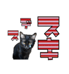 黒猫（タンゴちゃん）のでか文字スタンプ（個別スタンプ：9）