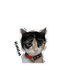 たろ猫はな猫（個別スタンプ：1）