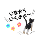 たろ猫はな猫（個別スタンプ：2）