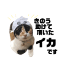 たろ猫はな猫（個別スタンプ：4）