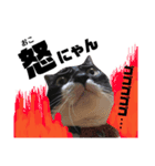 たろ猫はな猫（個別スタンプ：6）