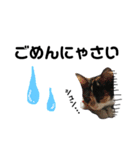 たろ猫はな猫（個別スタンプ：7）