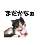 たろ猫はな猫（個別スタンプ：8）