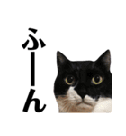 たろ猫はな猫（個別スタンプ：9）