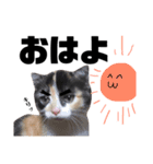 たろ猫はな猫（個別スタンプ：10）