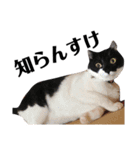 たろ猫はな猫（個別スタンプ：12）